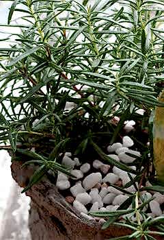 Biberiye Faydaları Biberiye Çayı Tarifi