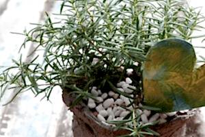 Biberiye Faydaları Biberiye Çayı Tarifi