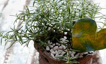 Biberiye Faydaları Biberiye Çayı Tarifi