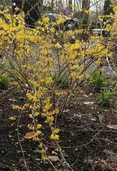 Hor Çiçeği Faydaları Hor Çiçeği Yağı Nasıl Yapılır