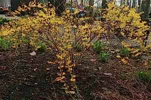 Hor Çiçeği Faydaları Hor Çiçeği Yağı Nasıl Yapılır