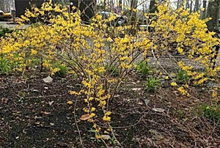 Hor Çiçeği Faydaları Hor Çiçeği Yağı Nasıl Yapılır