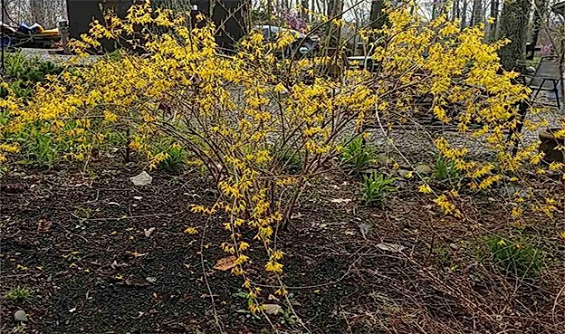 Hor Çiçeği Faydaları Hor Çiçeği Yağı Nasıl Yapılır