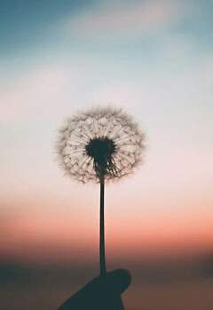 Karahindiba Faydaları Karahindiba Kansere İyi Gelir mi ?