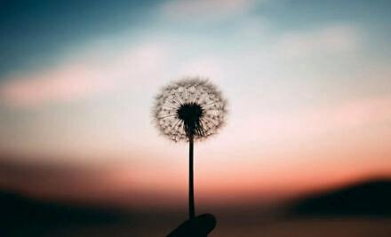 Karahindiba Faydaları Karahindiba Kansere İyi Gelir mi ?