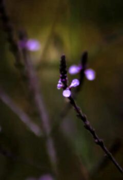 Mavi Mine Çiçeği: Büyülü Bir Şifalı Bitkinin Gizli Yönleri