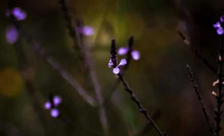 Mavi Mine Çiçeği: Büyülü Bir Şifalı Bitkinin Gizli Yönleri