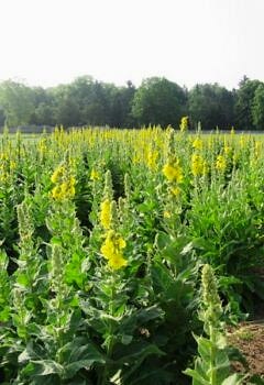 Sığır kuyruğu Faydaları – Sığır Kuyruğu Çayı Nasıl Yapılır?