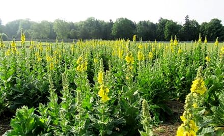 Sığır kuyruğu Faydaları – Sığır Kuyruğu Çayı Nasıl Yapılır?